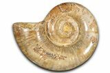 Jurassic Ammonite (Hemilytoceras) Fossil - Madagascar #349148-1